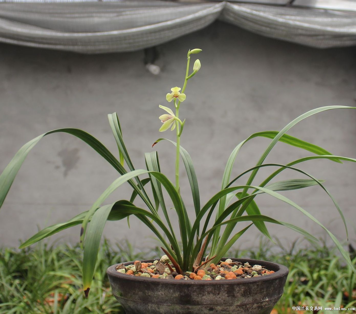 无常亦是美(直播贴,更新中.)-建兰篇-中国兰花交