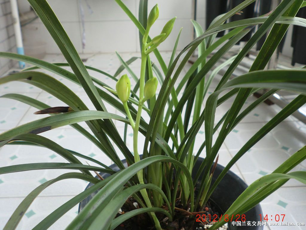 请教各位兰友:这是铁骨银针?-建兰篇-中国兰花交易网