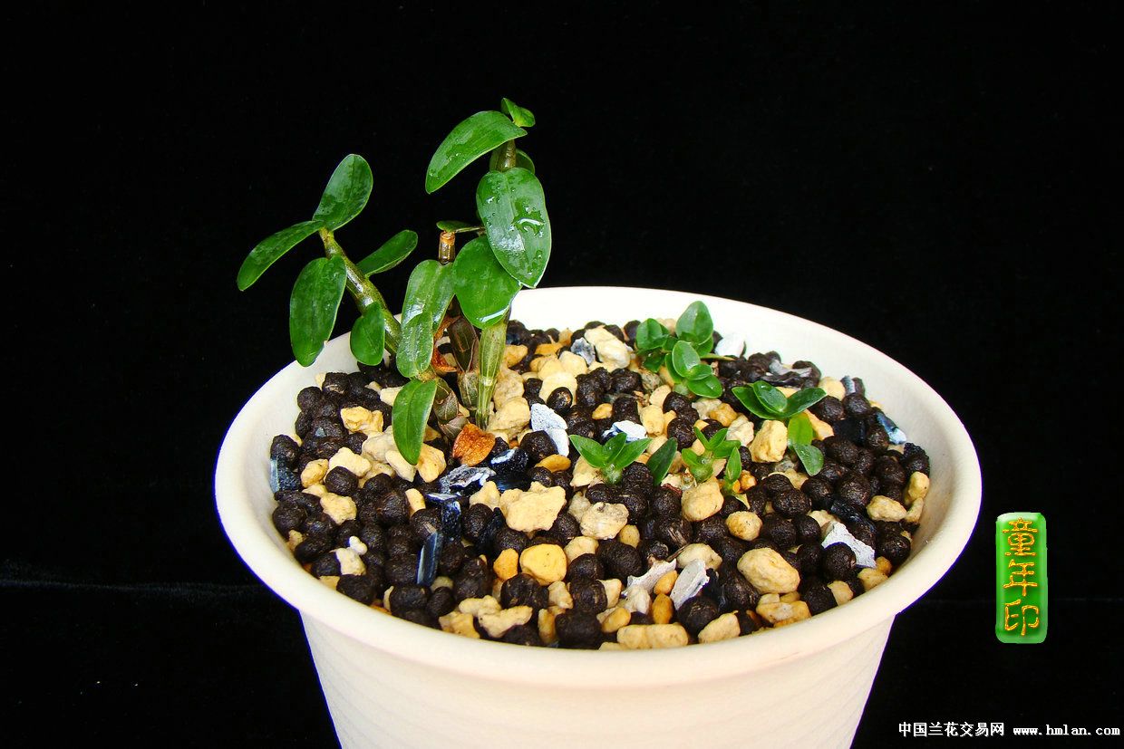 黑背景布拍摄照片佳品