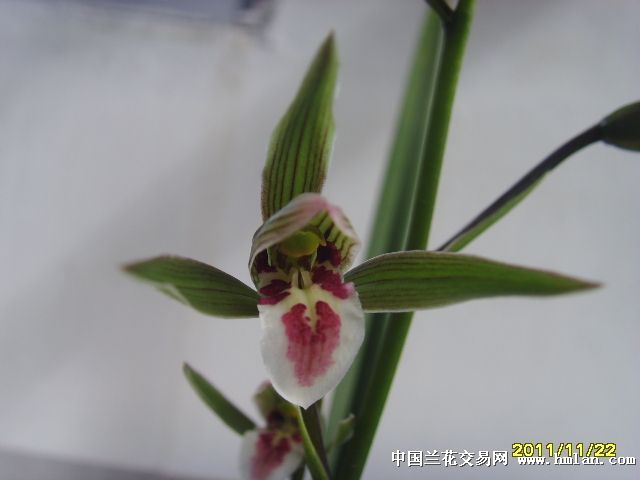 红舌红覆轮-种养心得-中国兰花交易网社区