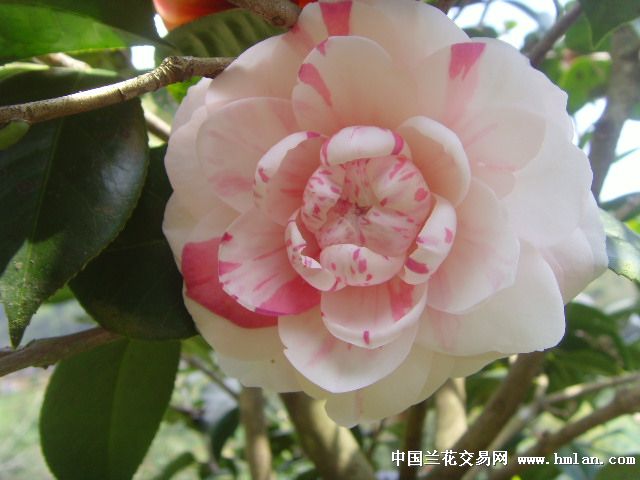 引种佳节大五宝带花苞高34公分1002