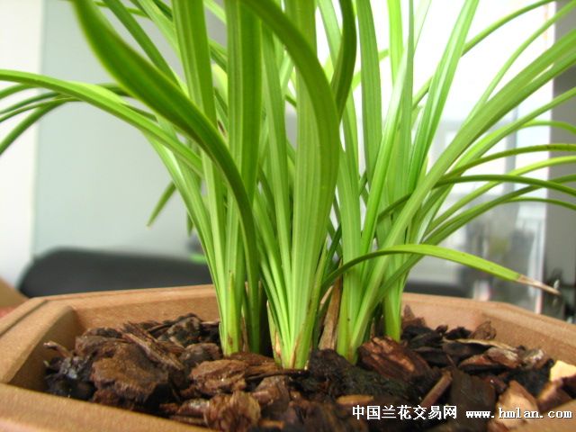 昌猜一个成语_一幅简笔画猜一个成语