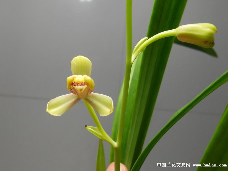 特壮黄一品—3苗带花 中国兰花交易网