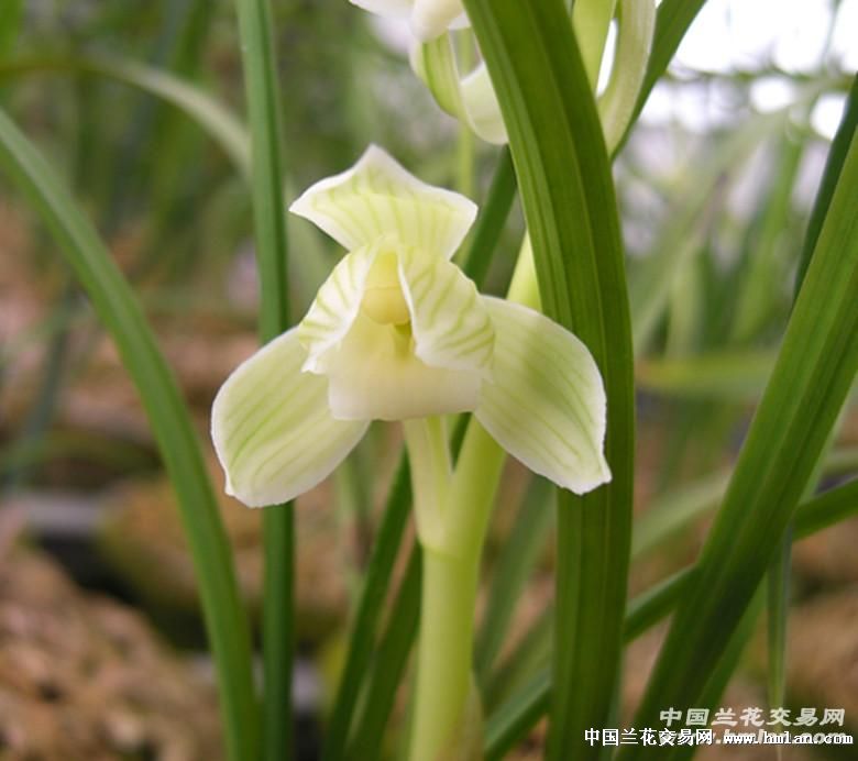 春玉荷素:2苗3芽(春节前汇款免邮)
