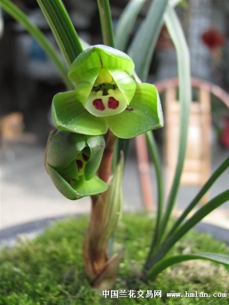 春兰荷瓣:中心荷