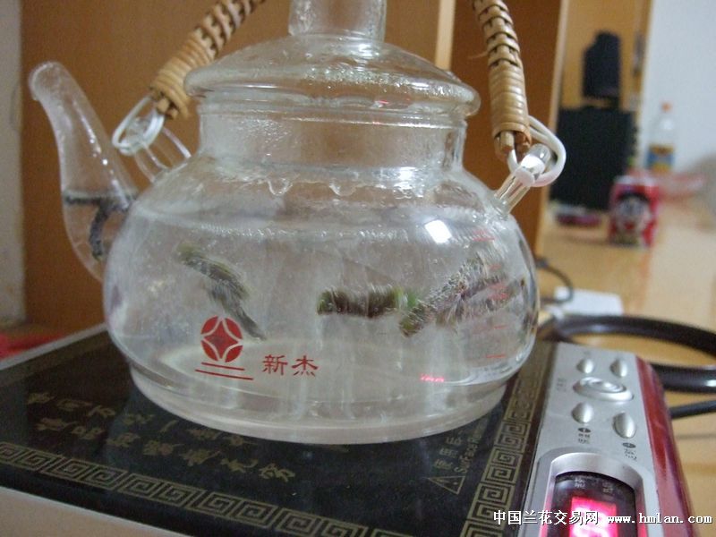 悠闲时光喝杯铁皮石斛茶-石斛兰-中国兰花交易网社区