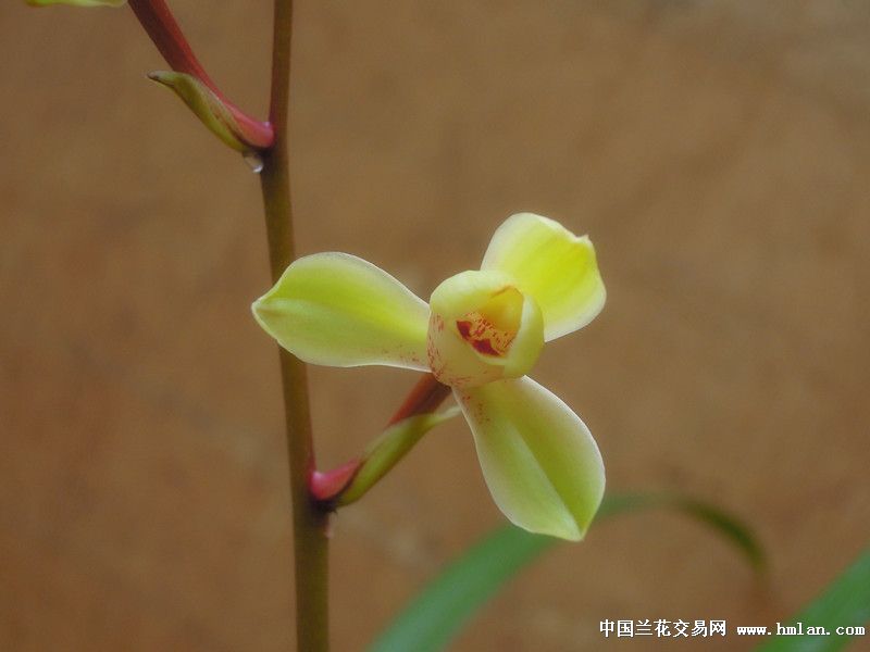 霸气十足中华水仙-建兰篇-中国兰花交易网社
