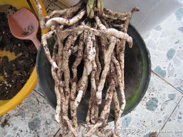 露天自然养的兰花根也很好