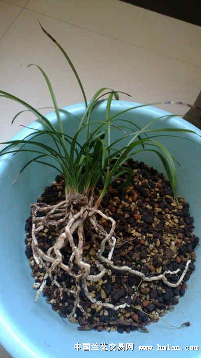 顺良殷老师,啥时候会开花哈-春兰翻盆-春兰篇-