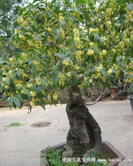 第三届中国北方桂花节-盆景园艺-中国兰花交易