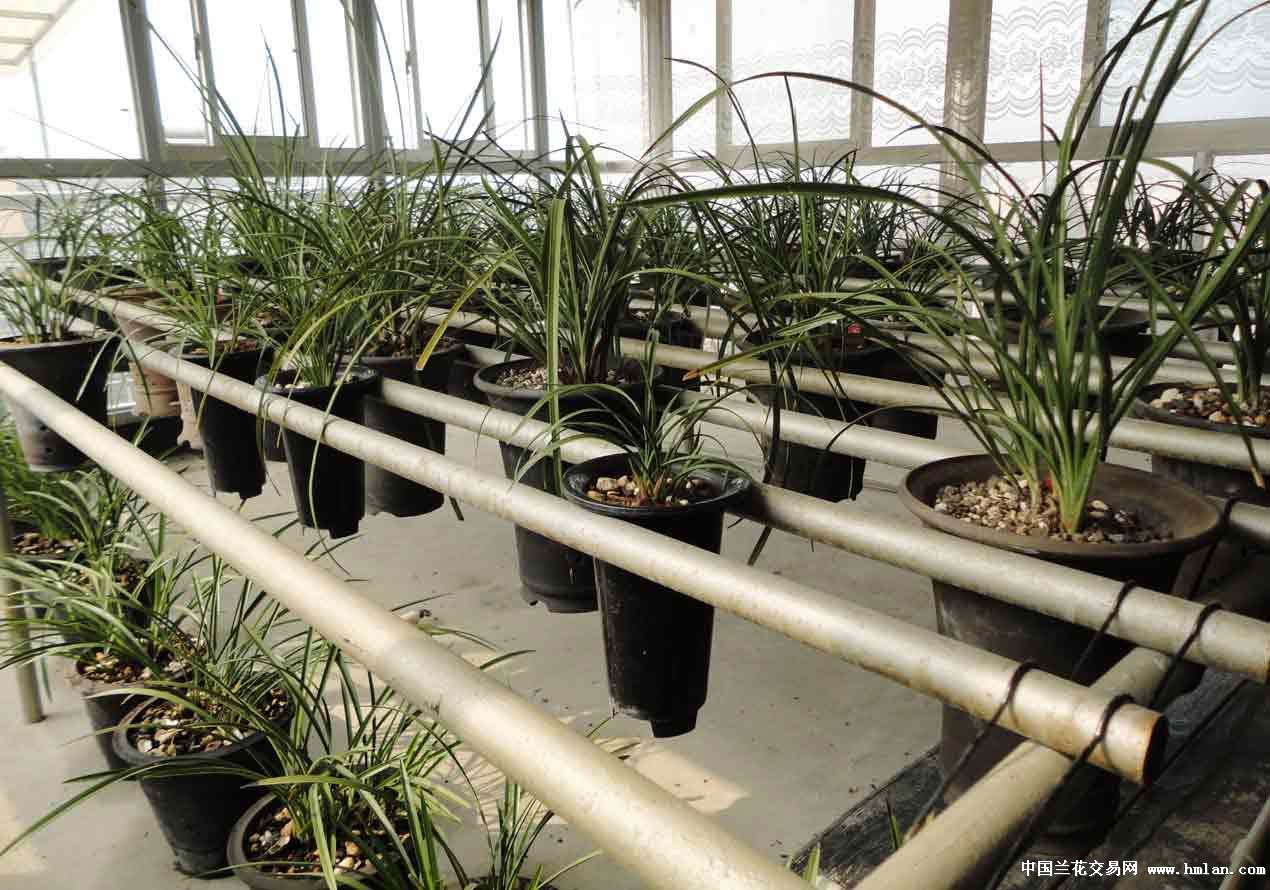 自我简介-申请卖家-中国兰花交易网社区