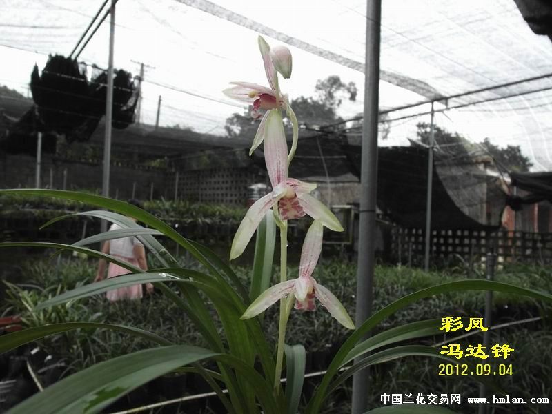 漂亮的兰花建兰花花艺双全品种:彩凤