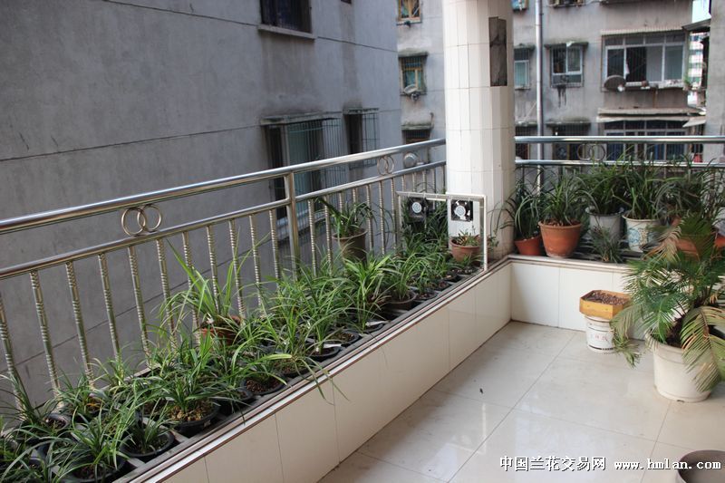我的养兰环境-四楼阳台-养兰环境-中国兰花交易