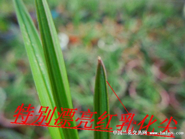 这是个刚下山特别漂亮红乳化尖的赌草 - 中国兰花交易