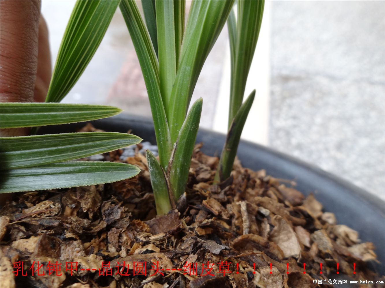 乳化钝甲、晶边圆晶头,细皮草!-蕙兰篇-中国兰