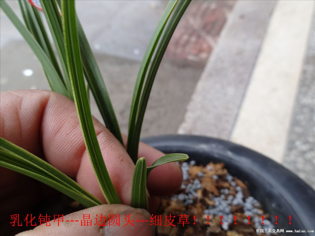 乳化钝甲、晶边圆晶头,细皮草!-蕙兰篇-中国兰