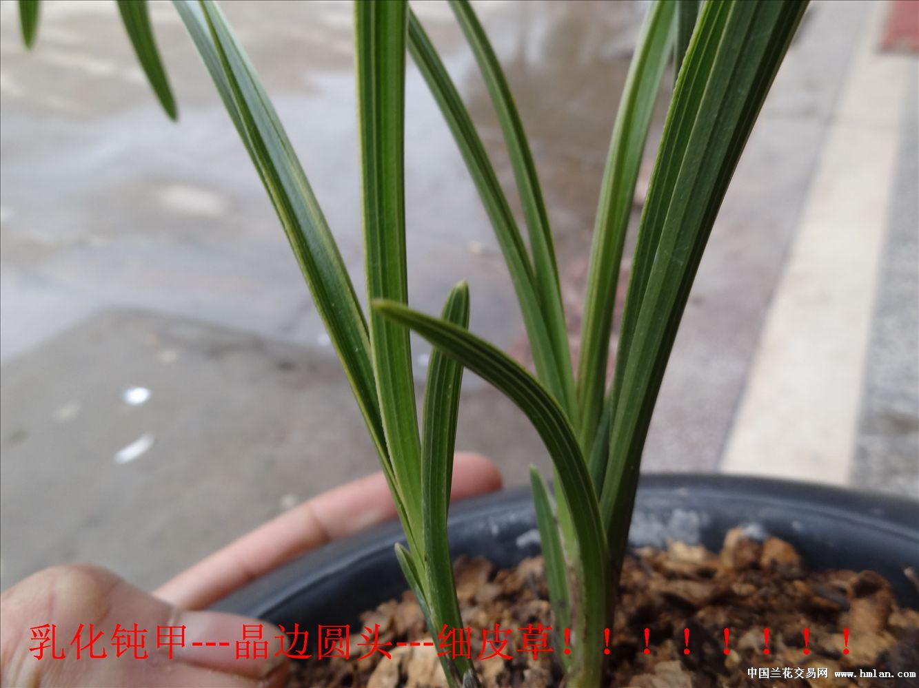 乳化钝甲、晶边圆晶头,细皮草!-蕙兰篇-中国兰