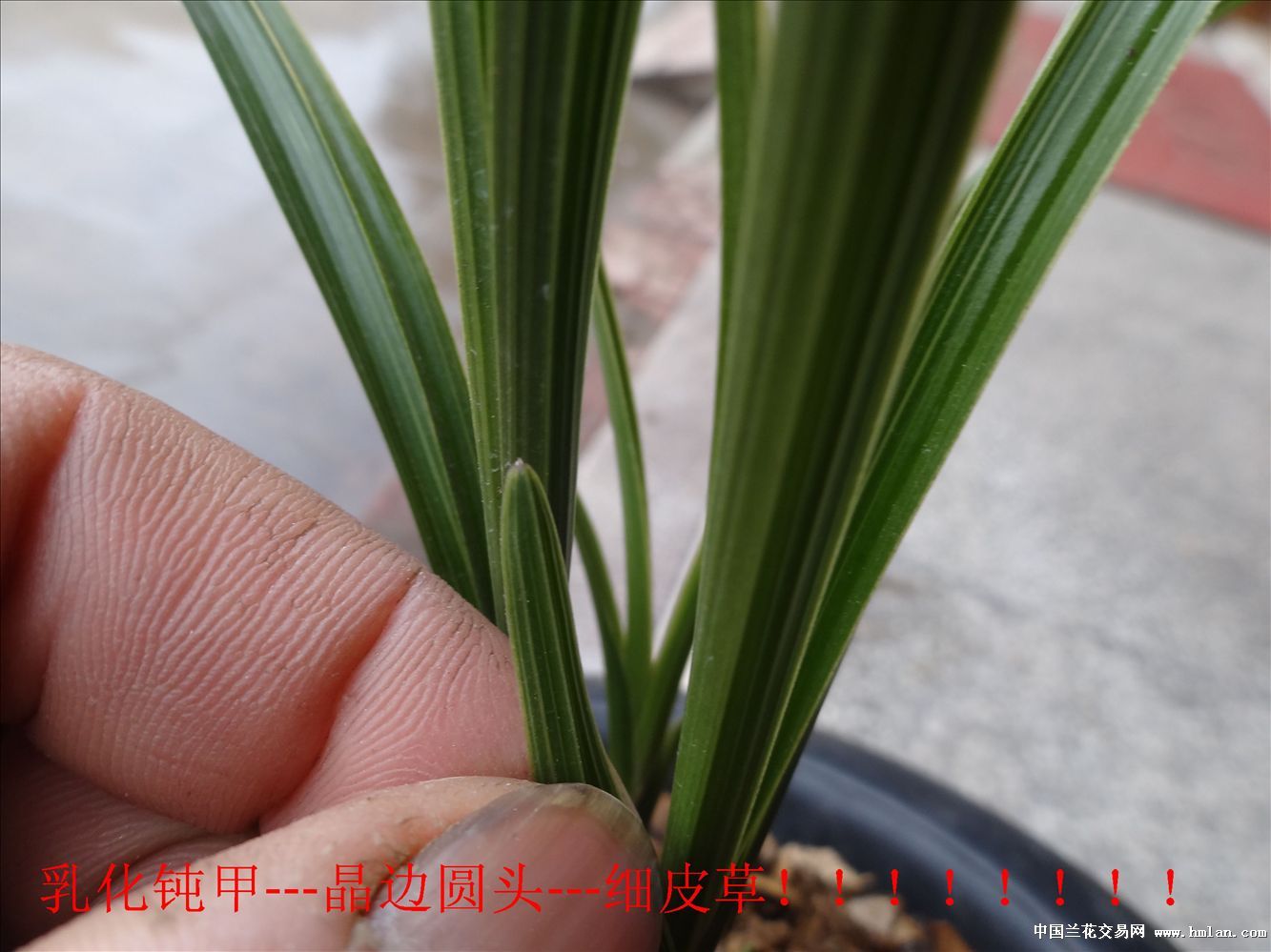 乳化钝甲、晶边圆晶头,细皮草!-蕙兰篇-中国兰