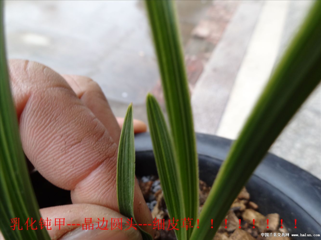 乳化钝甲、晶边圆晶头,细皮草!-蕙兰篇-中国兰