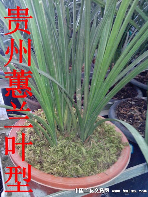野生兰花的分布(贵州)