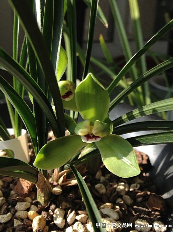 色诱,心动,来自云燕的定新梅--安公子赏兰-春兰