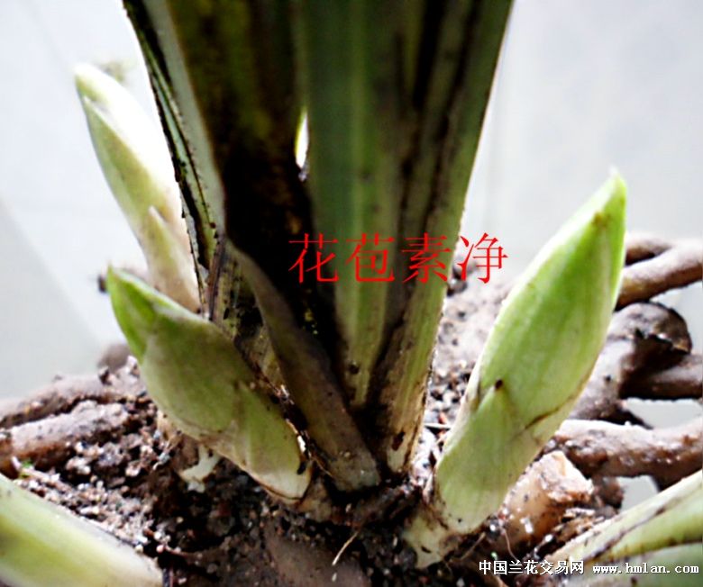 亮筋粗齿花苞短圆素净精选蕙兰好赌草
