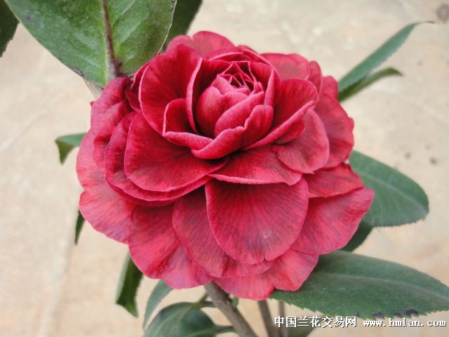 红叶贝拉大玫瑰茶花带花苞52公分