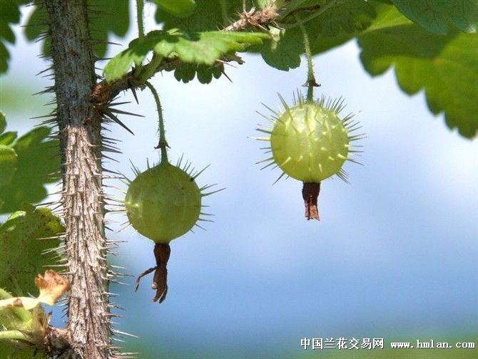 看看俺们小兴安岭的植物,您认识多少!