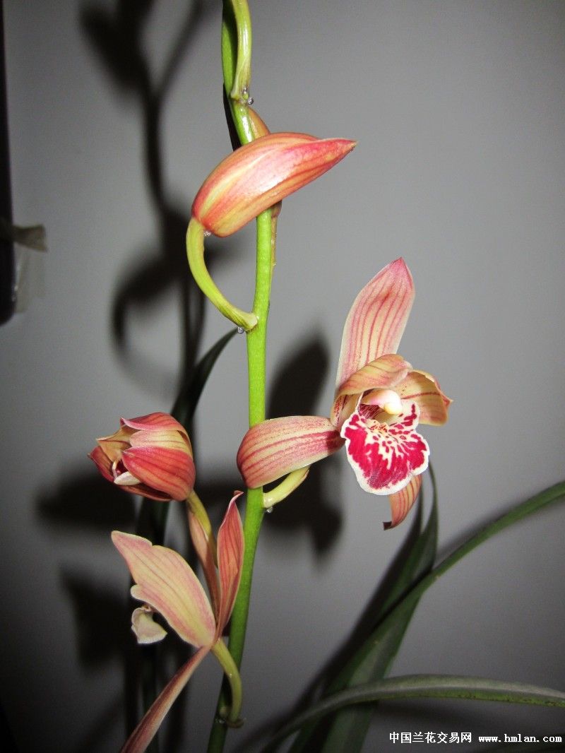 请教高手这是什么花名-建兰篇-中国兰花交易网