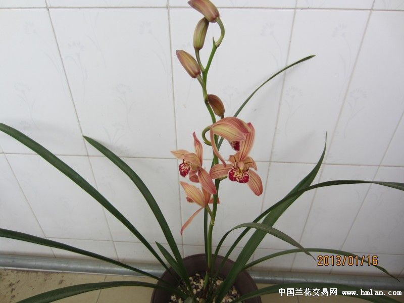 请教高手这是什么花名