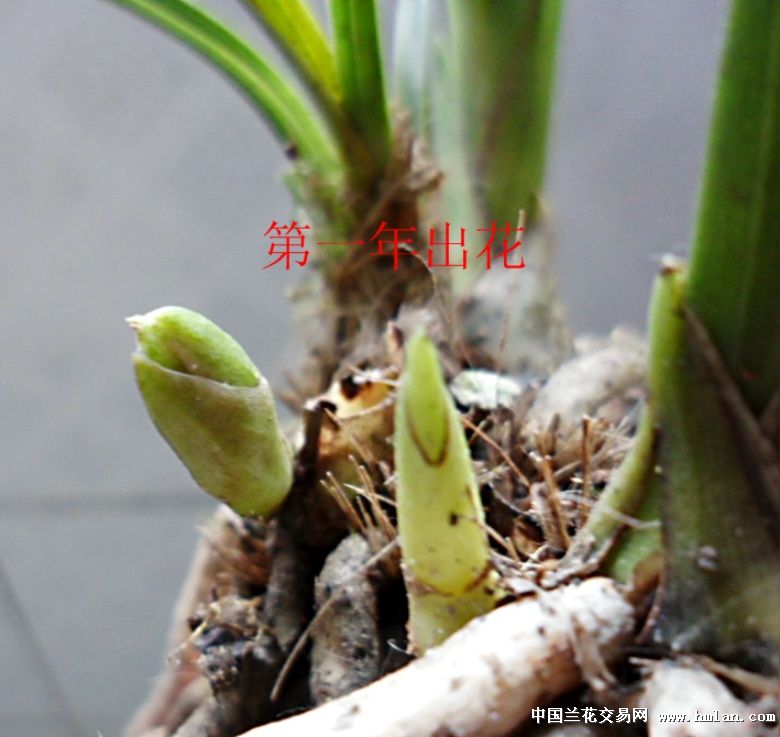 矮型飞夹白头蕙兰赌花苞