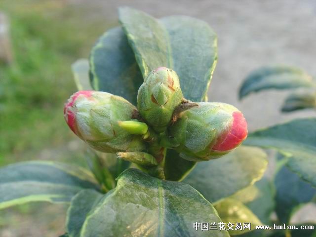 茶花;金边十八学士带花苞