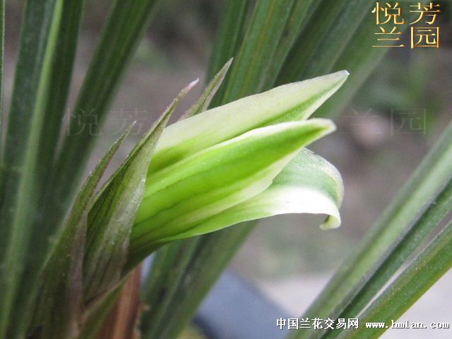 边草缟花