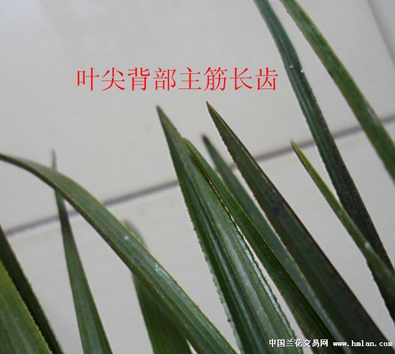所有分类 下山新品 蕙兰 其它 紧尖鼠尾三面齿素花苞蕙兰好赌草