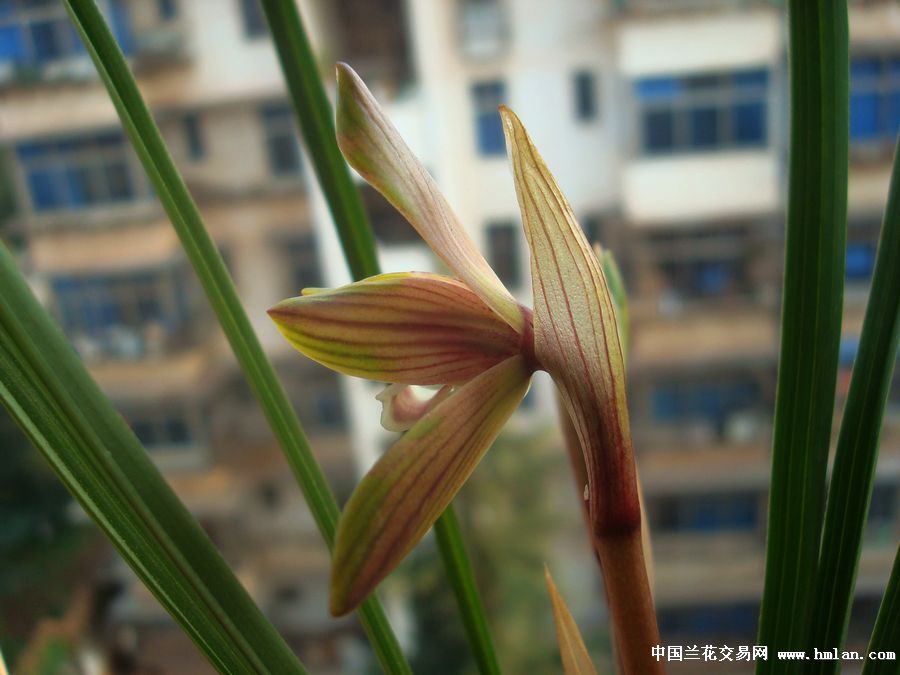 豆瓣兰中透花又开了一朵