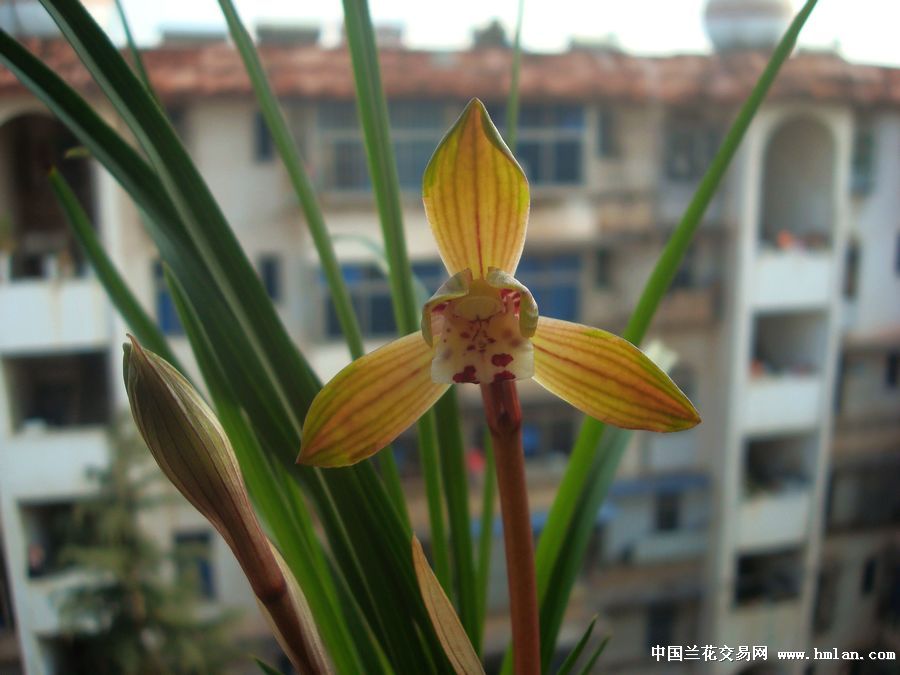 豆瓣兰:中透花(又开了一朵-蕙兰篇-中国兰花交易网社区