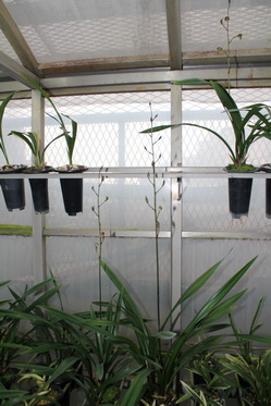 分享负责2013年五彩梅蝶开品管理成果追踪-墨