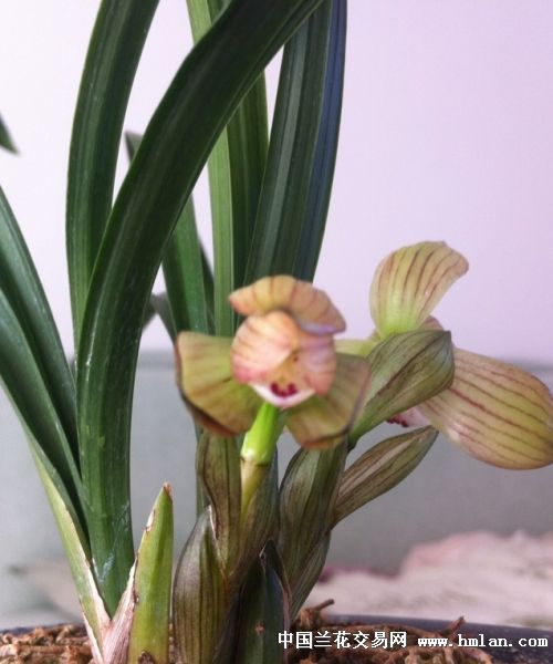 云南春兰荷瓣又开一朵-春兰篇-中国兰花交易网