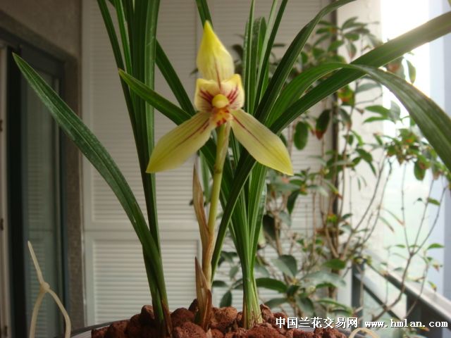 开了7天的大花"金阳荷"金童-莲瓣篇-中国兰花交易网社区