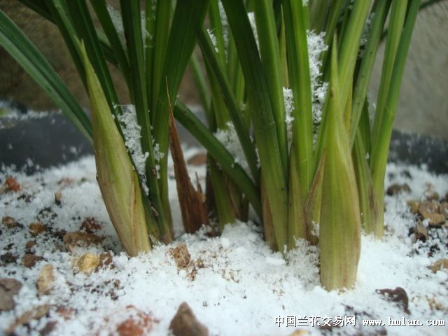 瑞雪兆丰年-心情故事-中国兰花交易网社区