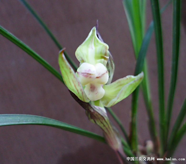 春兰水仙瓣