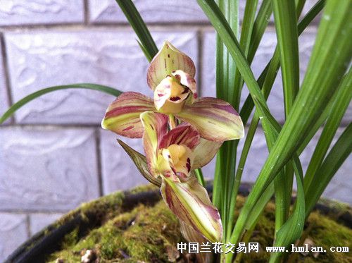 冠神 天彭牡丹 大元宝-春兰篇-中国兰花交易网社区