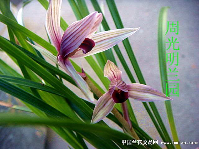 莲瓣新品【精品红素】2苗带1大芽 - 中国兰花交易网