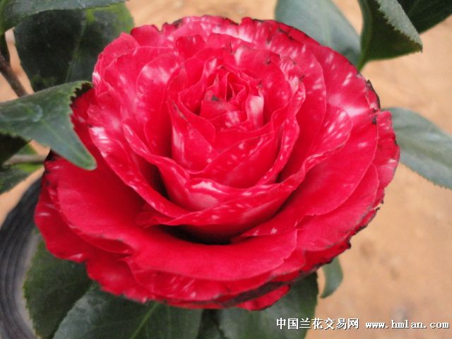 复色大海伦-茶花篇-中国兰花交易网社区