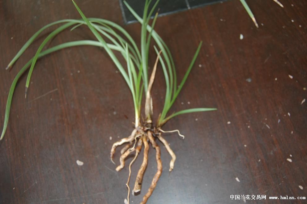 今天收到(京彩牡丹与黄菊)