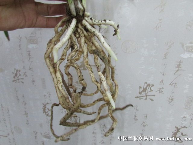 草炭土加空谷壳种出来的效果-建兰篇-中国兰花