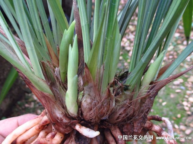 建兰带花品种(多花苞)