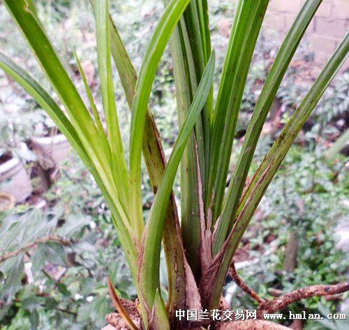 漂亮送春好赌草