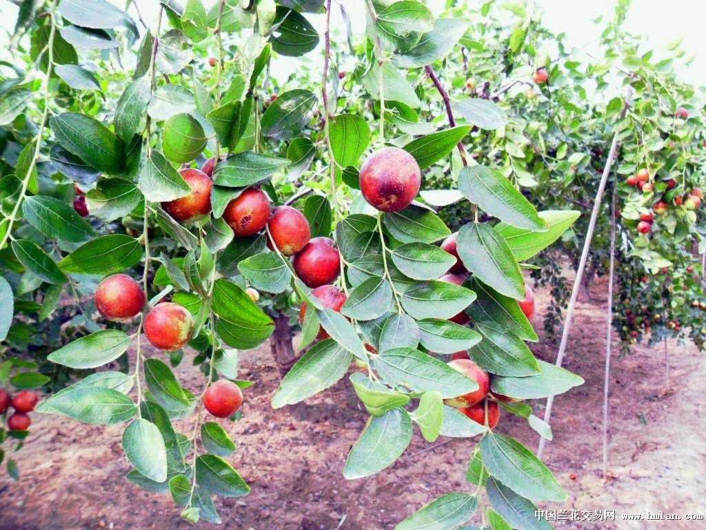 共赏梨枣丰收-以兰会友-中国兰花交易网社区