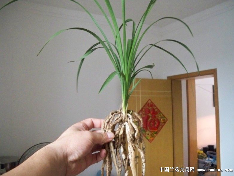大一品(前垄壮苗 中国兰花交易网